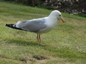 Herring gull 1